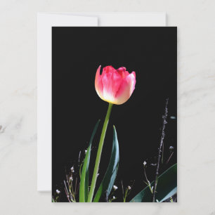 Spring Tulpe