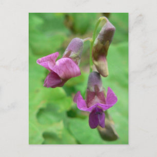 Spring Vetchling Postkarte