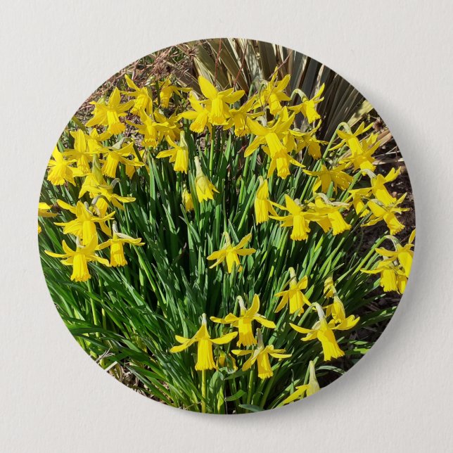 Spring Yellow Daffodils Badge Button (Vorderseite)