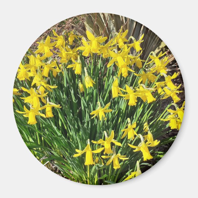Spring Yellow Daffodils Magnet (Vorne)