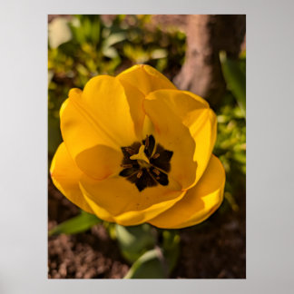 Spring Yellow Tulip Macro Poster