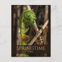 Spring Young Farn steigt CC0919 Schöne Natur