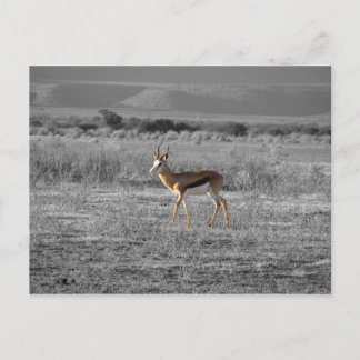 Springbock Postcard Postkarte