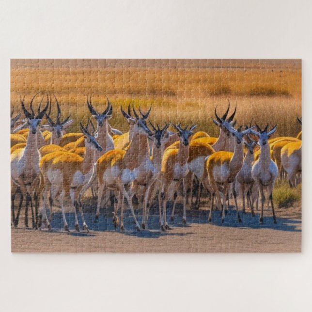 Springbok Herd (Horizontal)