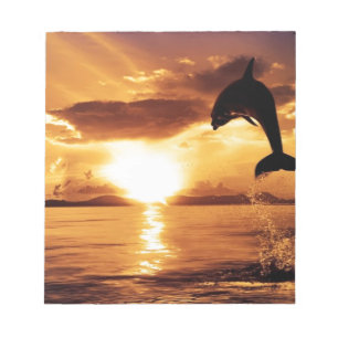 Springdolphin mit schönem Sonnenuntergang über dem Notizblock