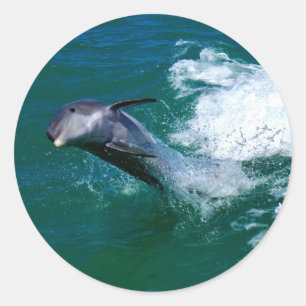 Springen und Tanzen Dolphin Runder Aufkleber