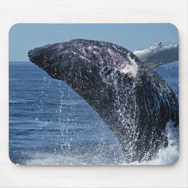 Springende Buckel-Wal-Mausunterlage Mousepad (Vorne)
