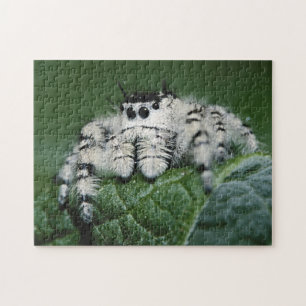 Springende Metaphid-Spinne