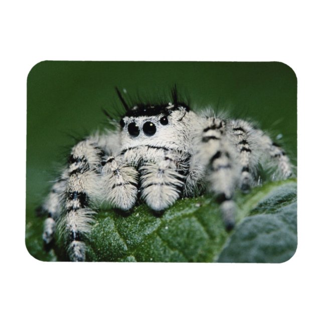 Springende Metaphid-Spinne Magnet (Horizontal)