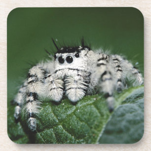 Springende Metaphid-Spinne Untersetzer