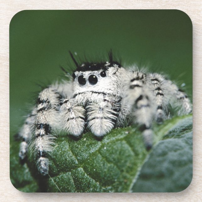 Springende Metaphid-Spinne Untersetzer (Vorderseite)