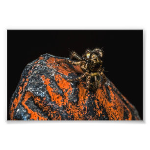 Springende Spinne, die oben dem Himmel betrachtet Fotodruck