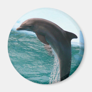Springender Delphin-Magnet Magnet