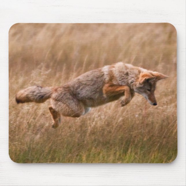 Springender Kojote - Gibbon-Wiesen Mousepad (Vorne)