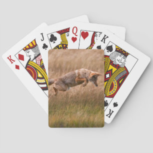 Springender Kojote - Gibbon-Wiesen Spielkarten