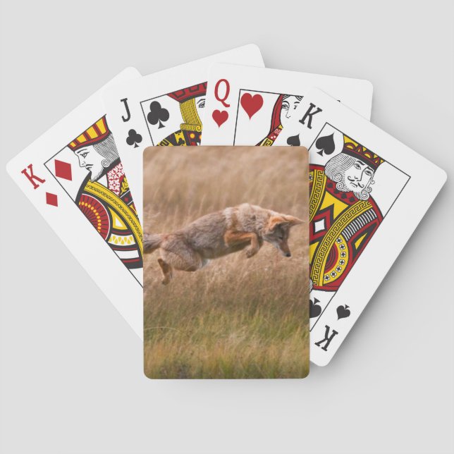Springender Kojote - Gibbon-Wiesen Spielkarten (Rückseite)