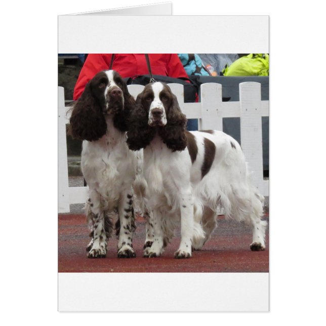 Springer_Pair lw (Vorne)