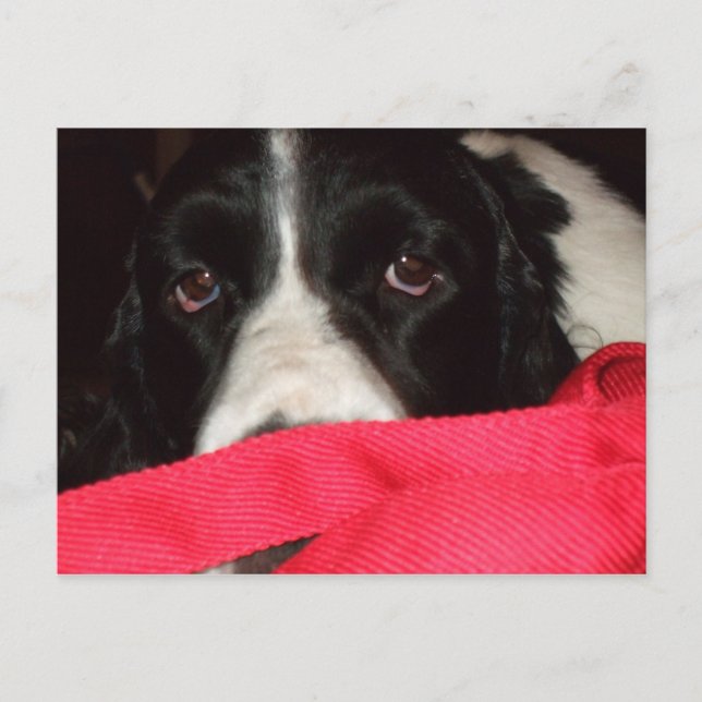 Springer Postcard Postkarte (Vorderseite)