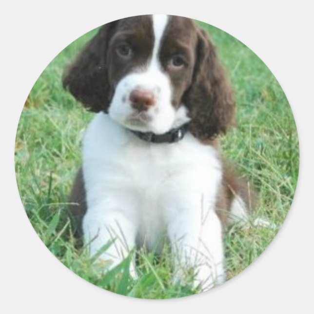 Springer Puppy Stickers (Vorderseite)
