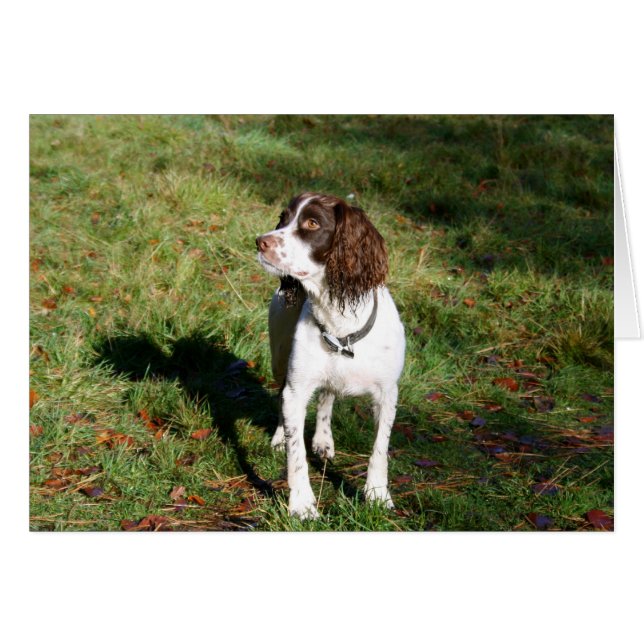 Springer Spaniel Dog Card (Vorderseite (Horizontal))