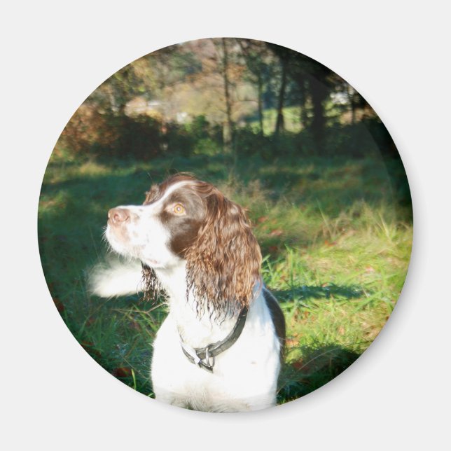 Springer Spaniel Dog Magnet (Vorne)
