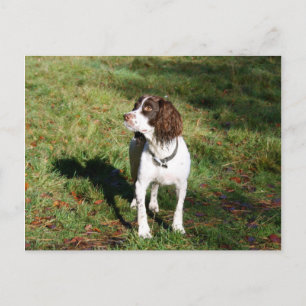 Springer Spaniel Dog Post Card Postkarte