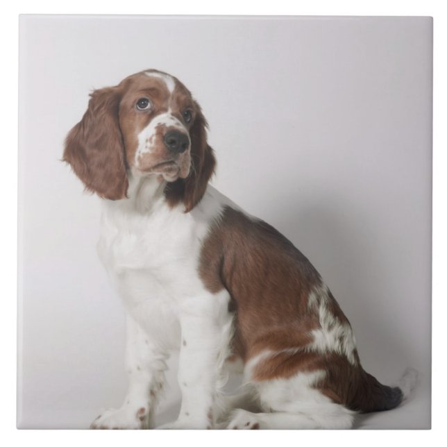 Springer Spaniel Fliese (Vorderseite)