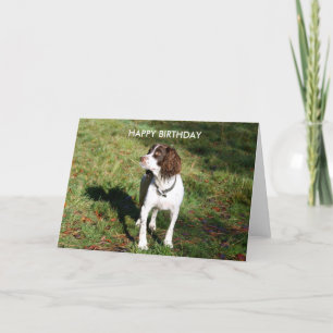 Springer Spaniel HAPPY BIRTHDAY Karte