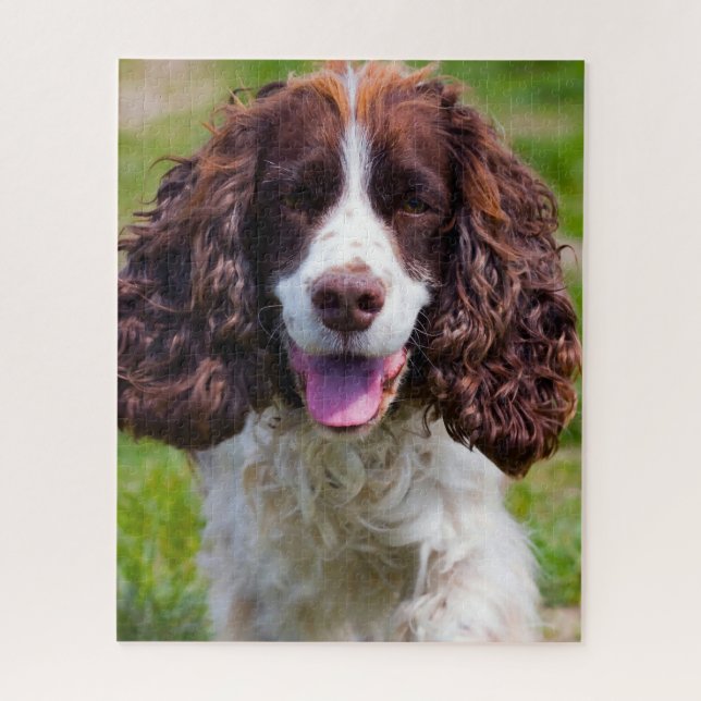 Springer Spaniel Hund Jigsaws. (Vertikal)