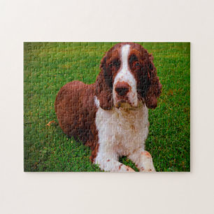 Springer Spaniel Hund Jigsaws.