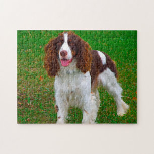 Springer Spaniel Hund Puzzles.