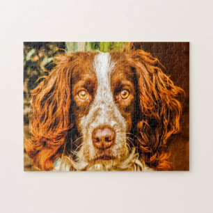 Springer Spaniel Hund Puzzles.