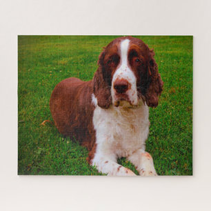 Springer Spaniel Hund Puzzles.