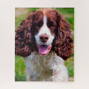 Springer Spaniel Hund Puzzles.