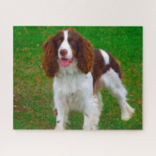 Springer Spaniel Hund Puzzles.