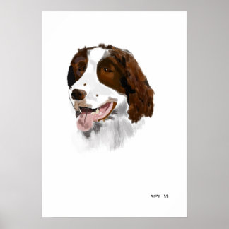 Springer Spaniel Poster