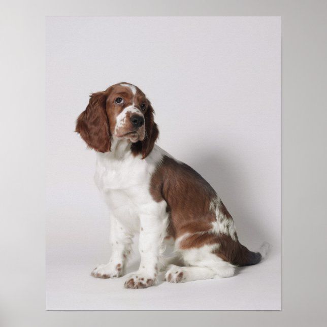 Springer Spaniel Poster (Vorne)