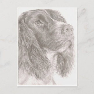 Springer Spaniel Postkarte