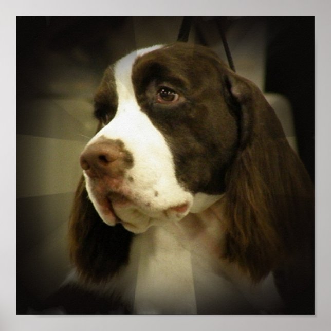 Springer Spaniel Print Poster (Vorne)