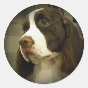 Springerspaniel-Aufkleber Runder Aufkleber