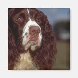 SpringerSpaniel Magnet