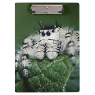 Springspinne Metaphid Klemmbrett