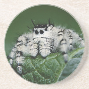 Springspinne Metaphid Sandstein Untersetzer
