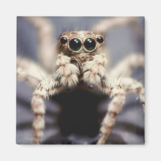 Springspinne-Quadratzmagnet Magnet