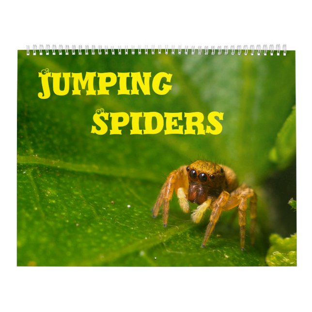 Springspinnen Kalender (Titelbild)