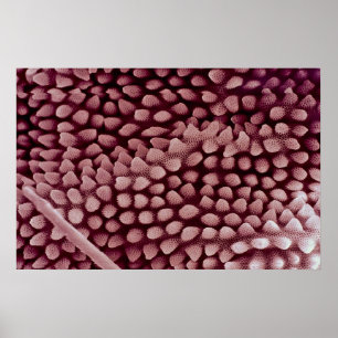 Springtail - hinter poster