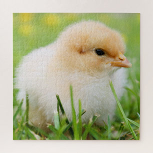 Springtime Baby Chick