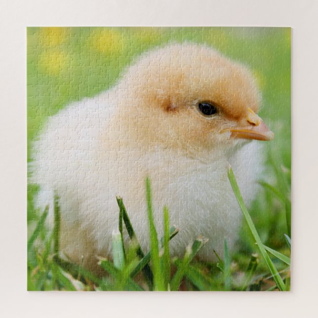 Springtime Baby Chick (Vertikal)