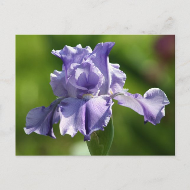 "Springtime Blues" Iris Fotografy Postkarte (Vorderseite)