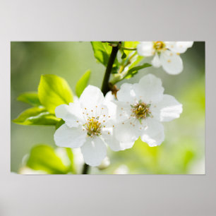 Springtime-Blüte Poster